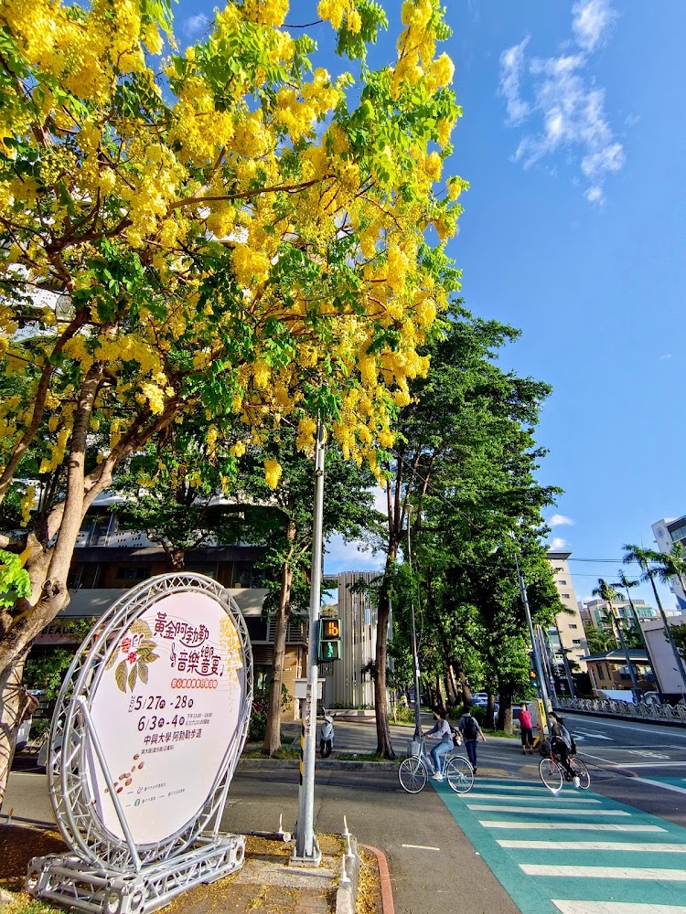 興大園道阿勃勒黃金步道盛開黃花與街景
