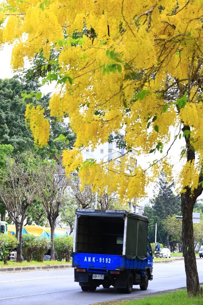 藍色貨車旁的盛開黃金雨樹