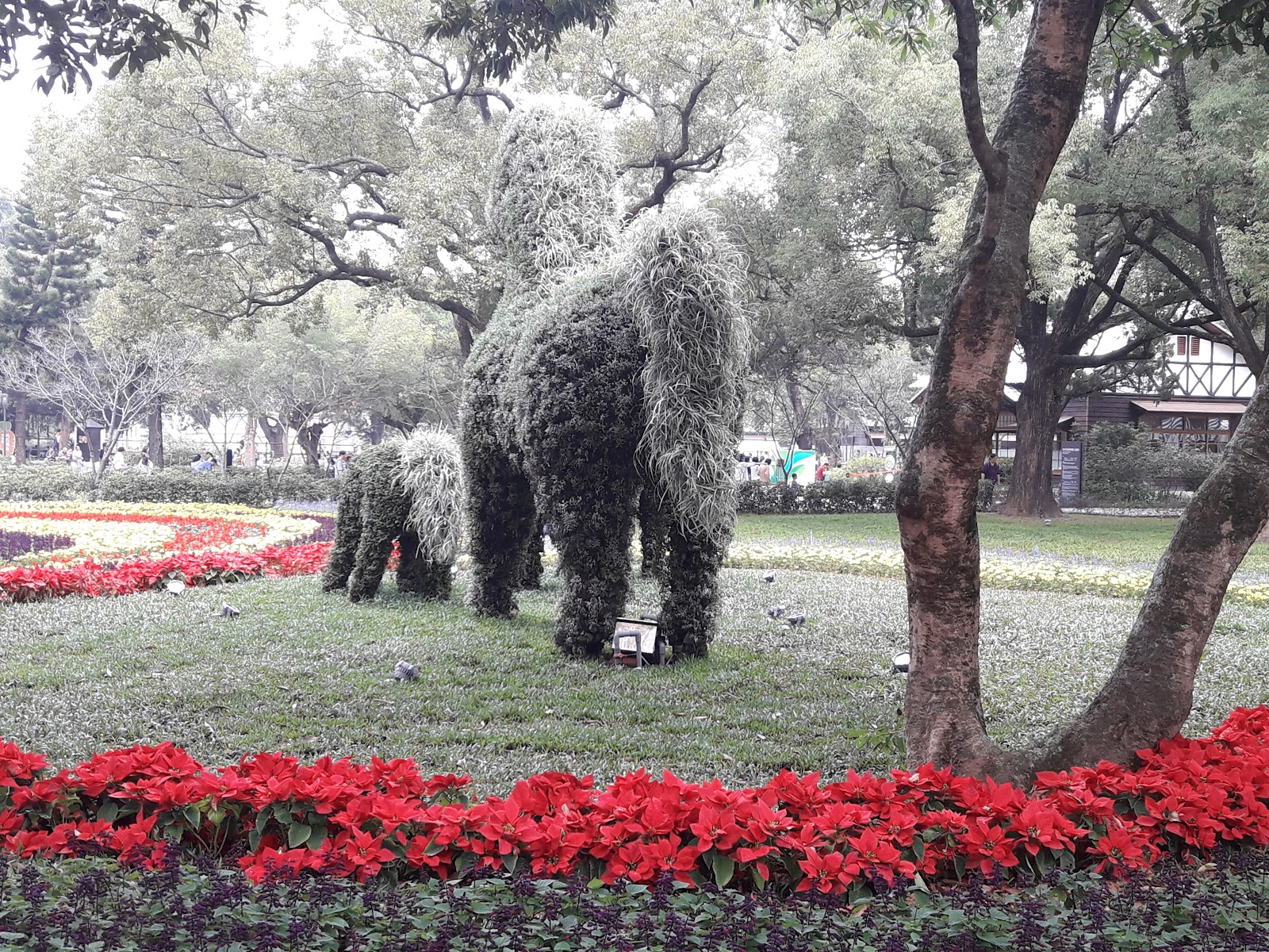 后里馬場園區內植物修剪成大象造型，搭配鮮紅花朵，超適合打卡拍照