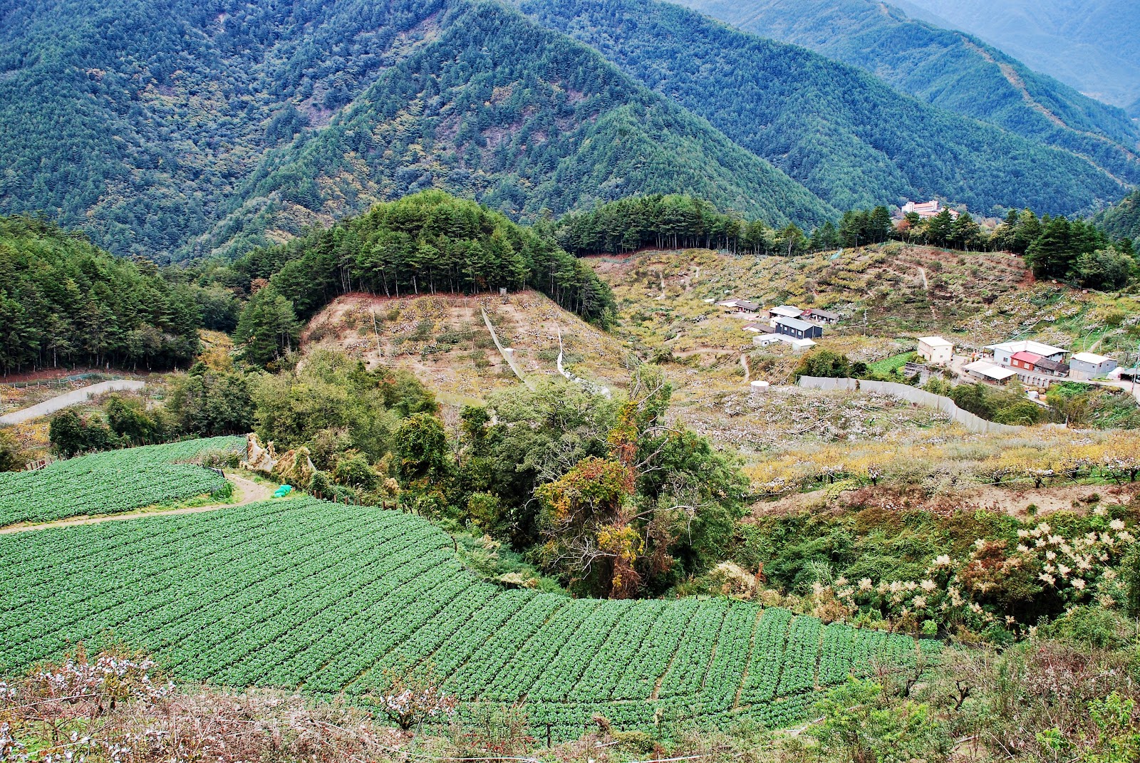 梨山高山農田俯瞰,翠綠蔬菜梯田連綿