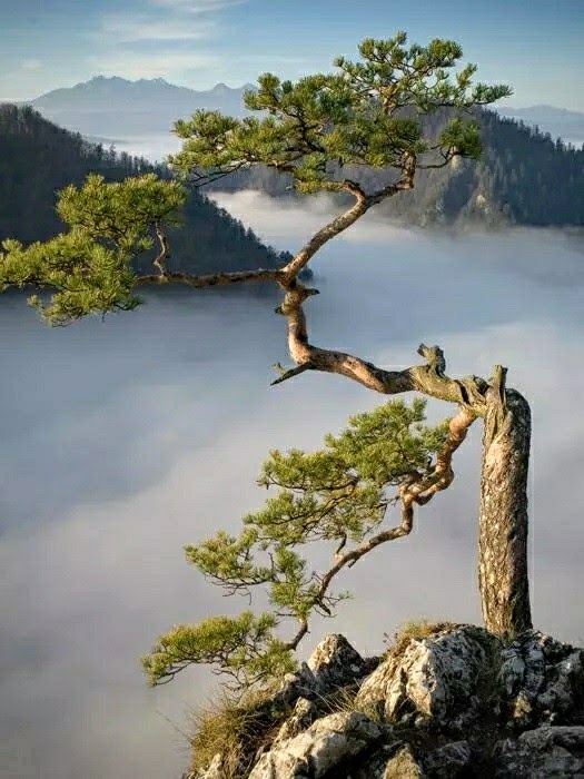 長在懸崖上的松樹，背景為雲霧繚繞高山景色