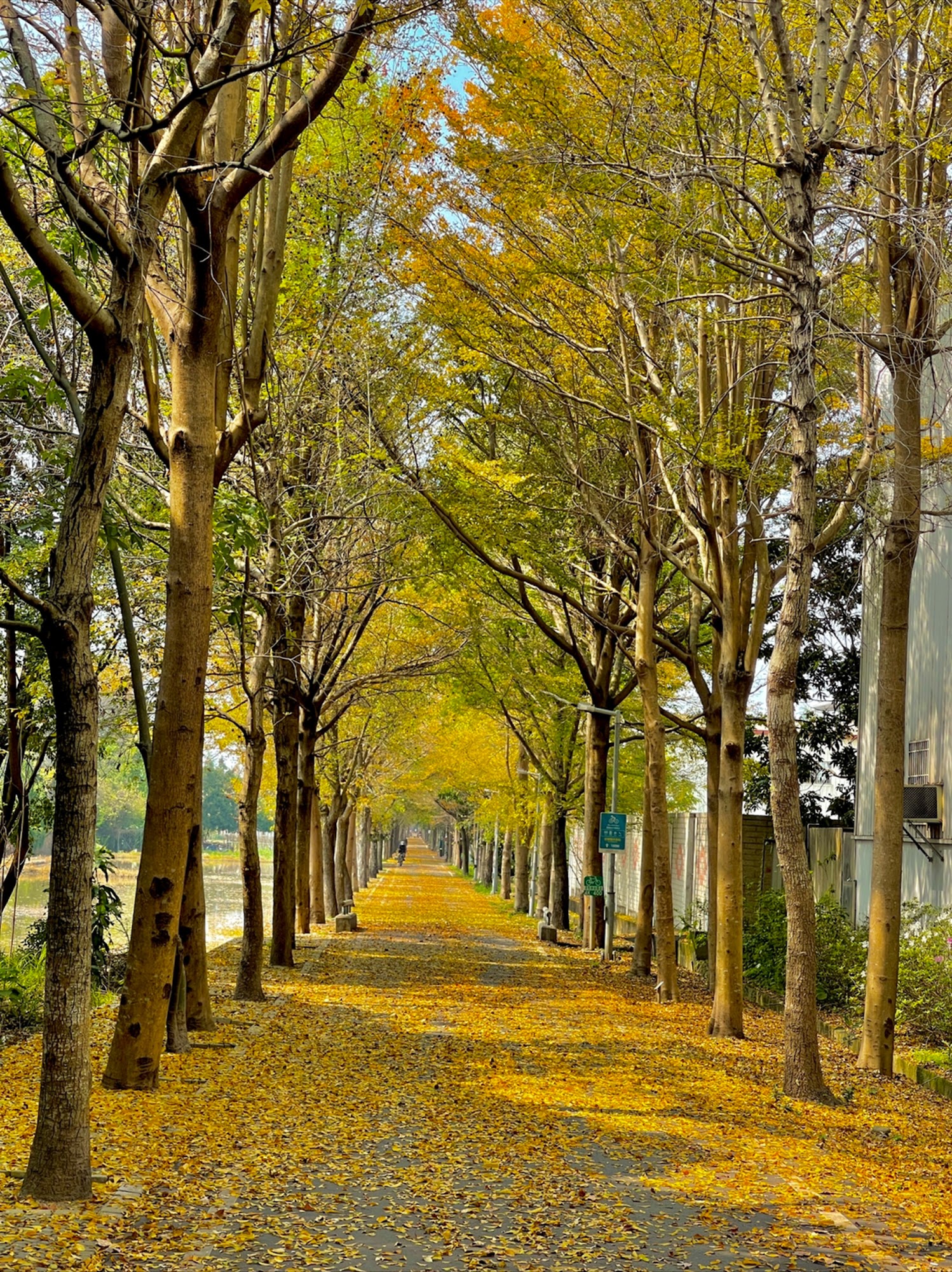 潭雅神綠園道沿途風景,台中免費自行車步道