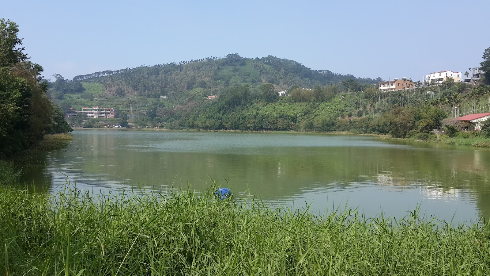 南投鹿谷麒麟潭全景，蘆葦搖曳映照翠山碧水