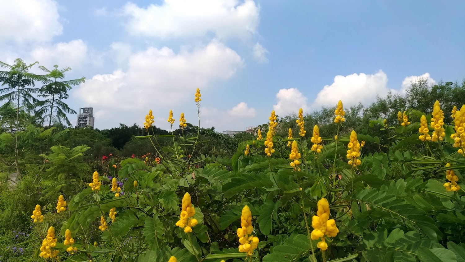 台灣地景花園黃色花卉景觀