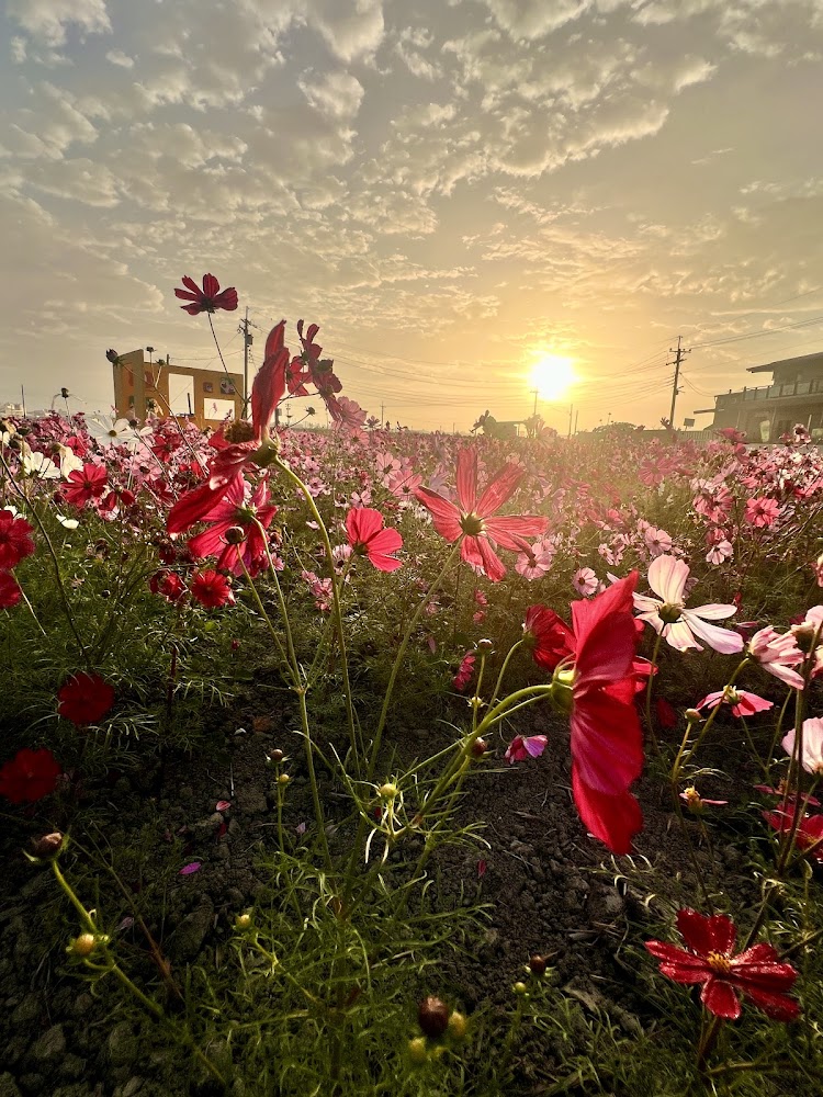夕陽下的粉紅紅色波斯菊花海