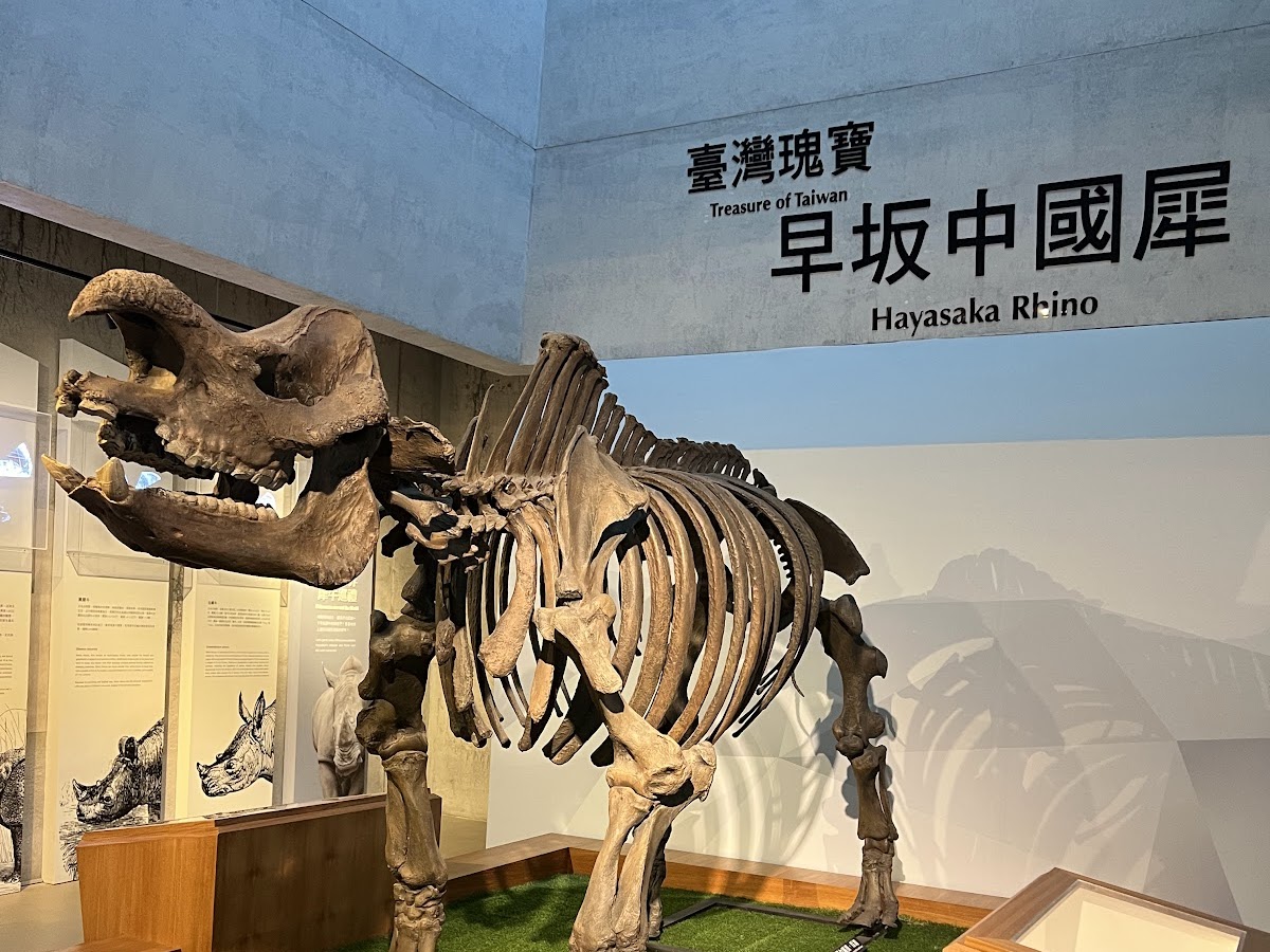 臺南左鎮化石園區 早坂中國犀完整骨骼標本展示