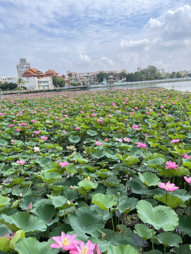 蓮池潭荷花池盛開與寺廟建築背景