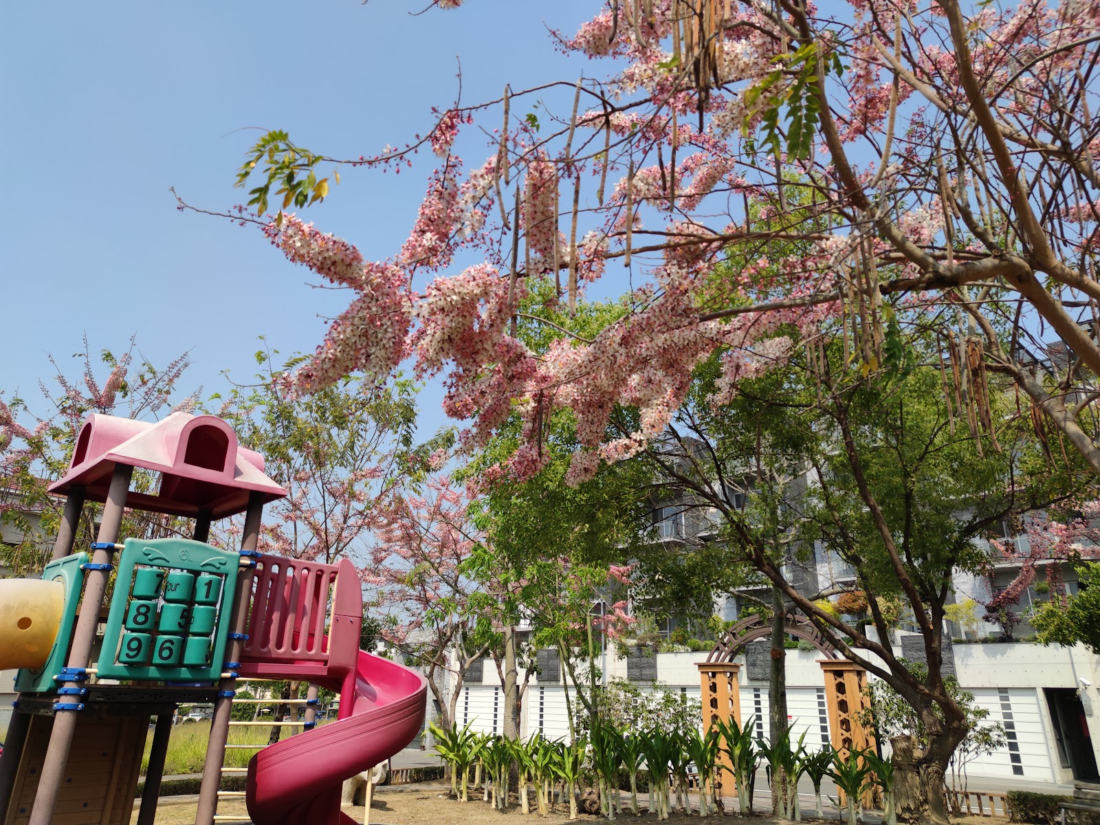 中興新村親情公園兒童遊樂器旁,粉紅花樹盛開,藍天背景