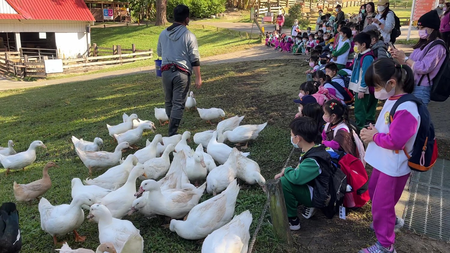 飼養員管理白色鴨子學童坐著觀看