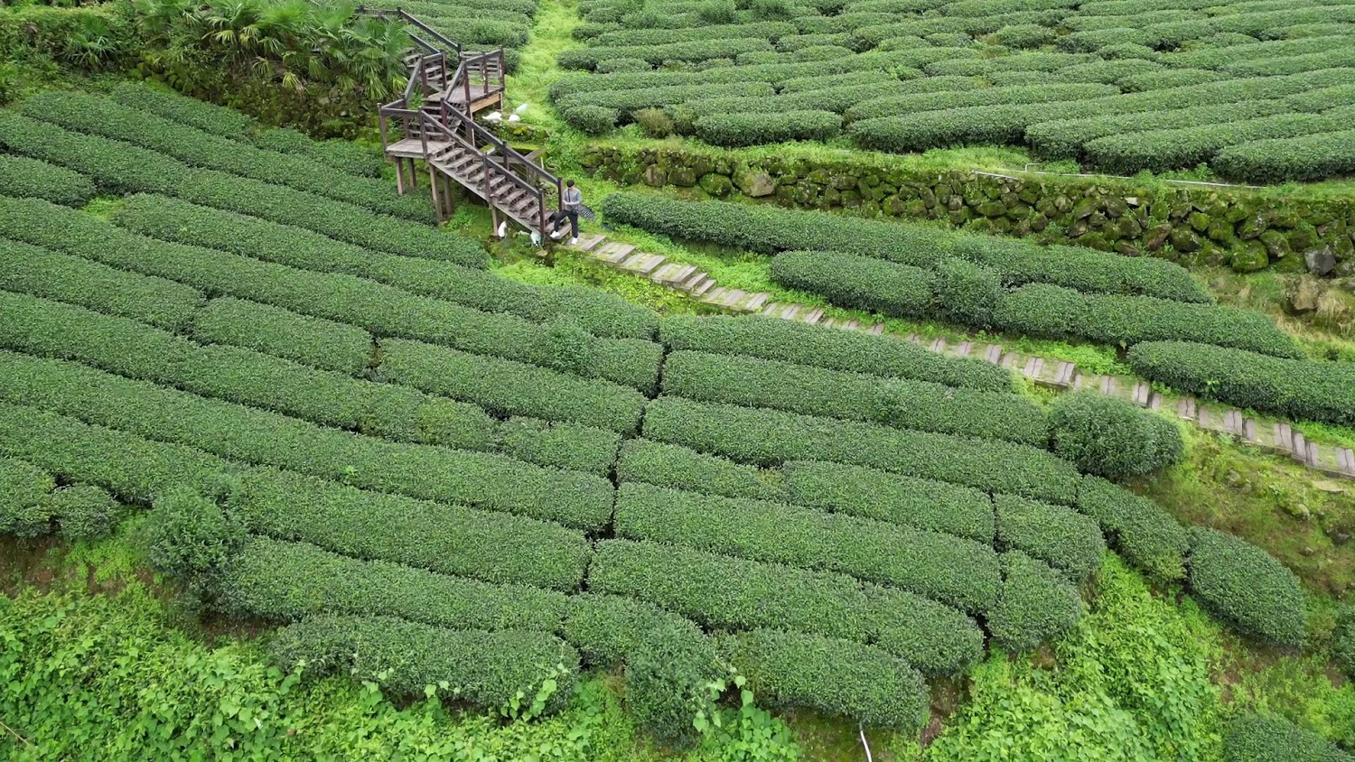 淵明居客棧周邊茶園步道