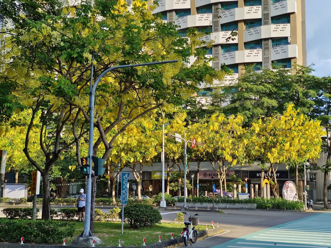 興大園道阿勃勒與斑馬線腳踏車街景