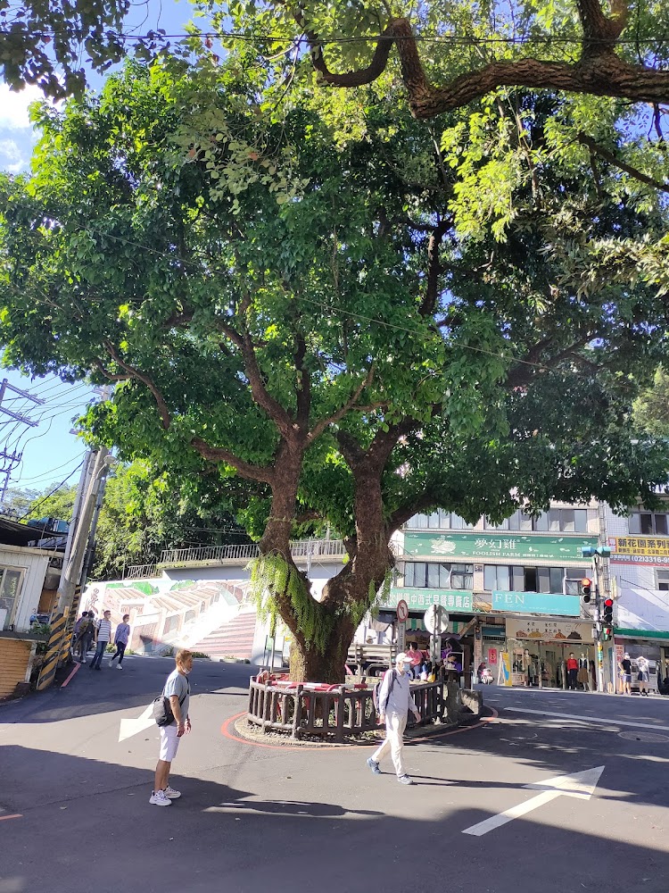 深坑老街周邊大樹街景