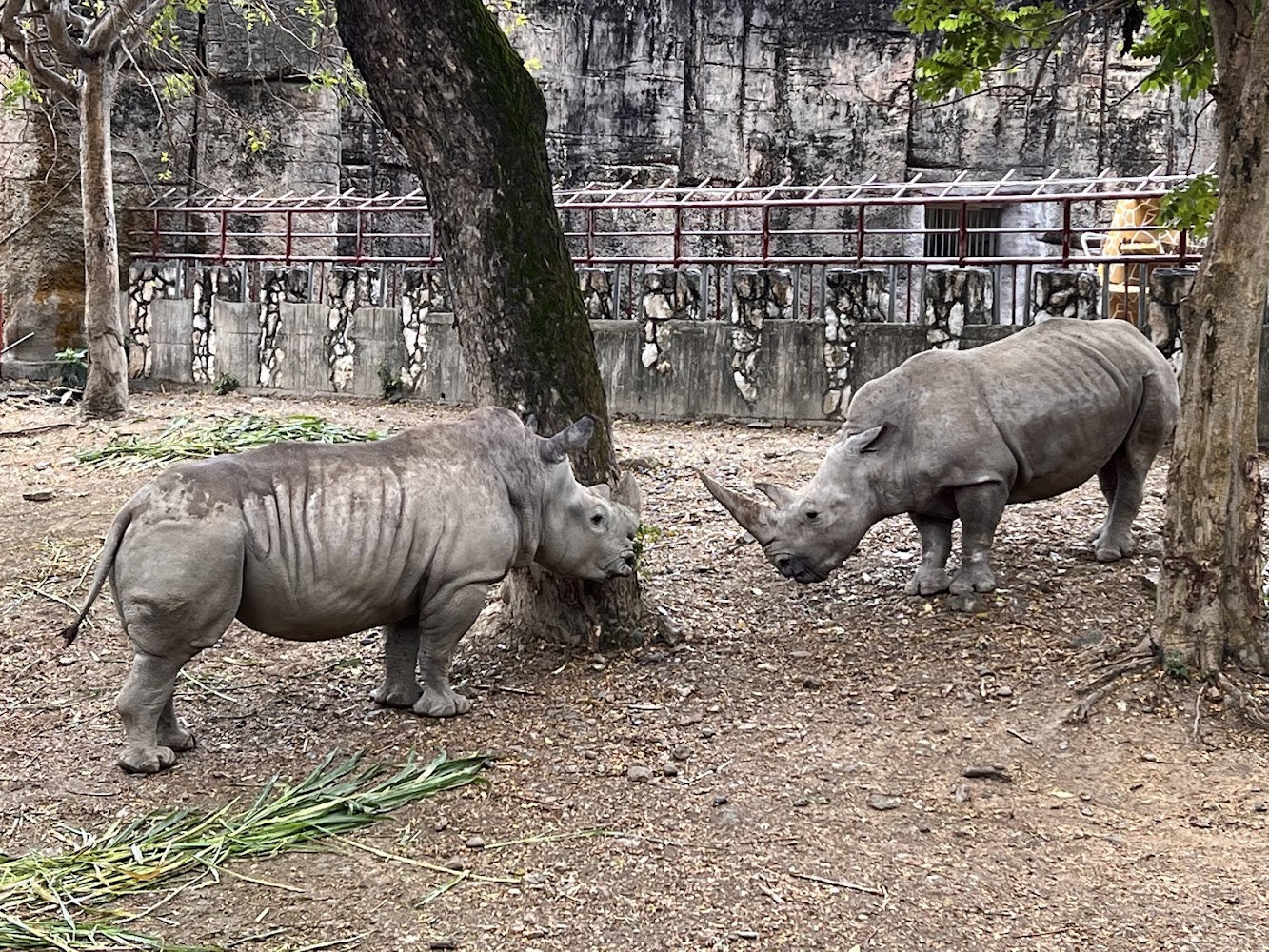 壽山動物園兩隻白犀牛在園區中活動