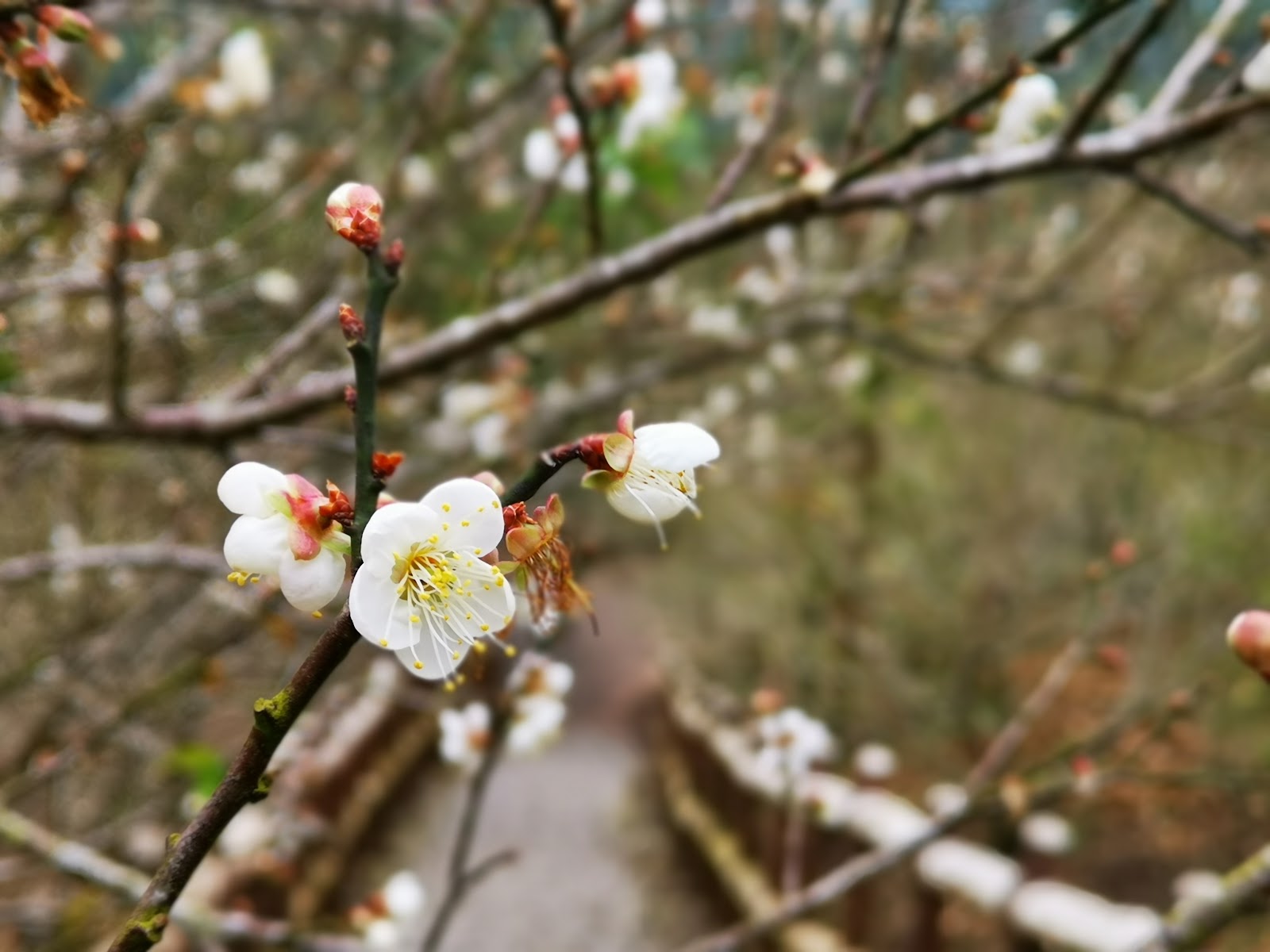 梅嶺梅花盛開白色花朵枝頭綻放台南楠西一日遊