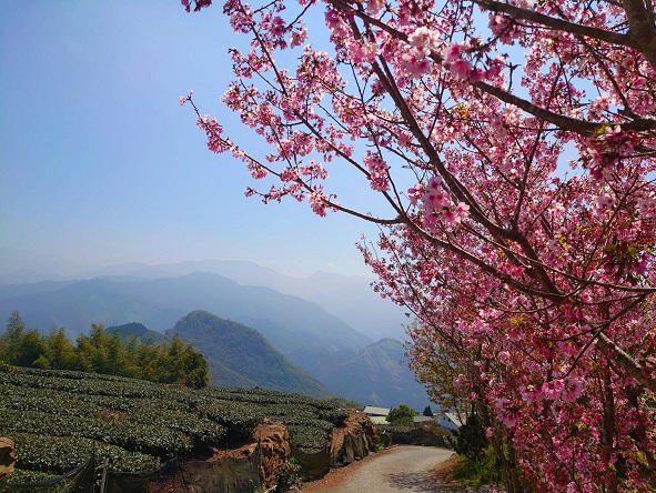 阿里山四季星空周邊櫻花茶園與山景