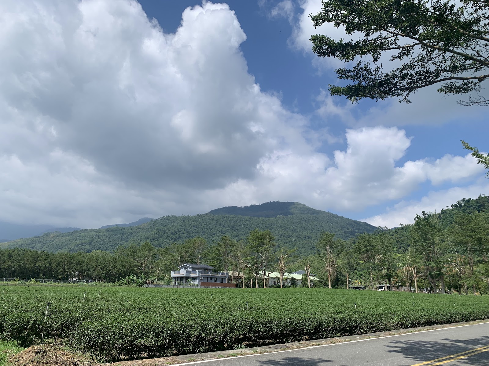 龍田村田園風光,前景茶田農田翠綠,遠山藍天白雲