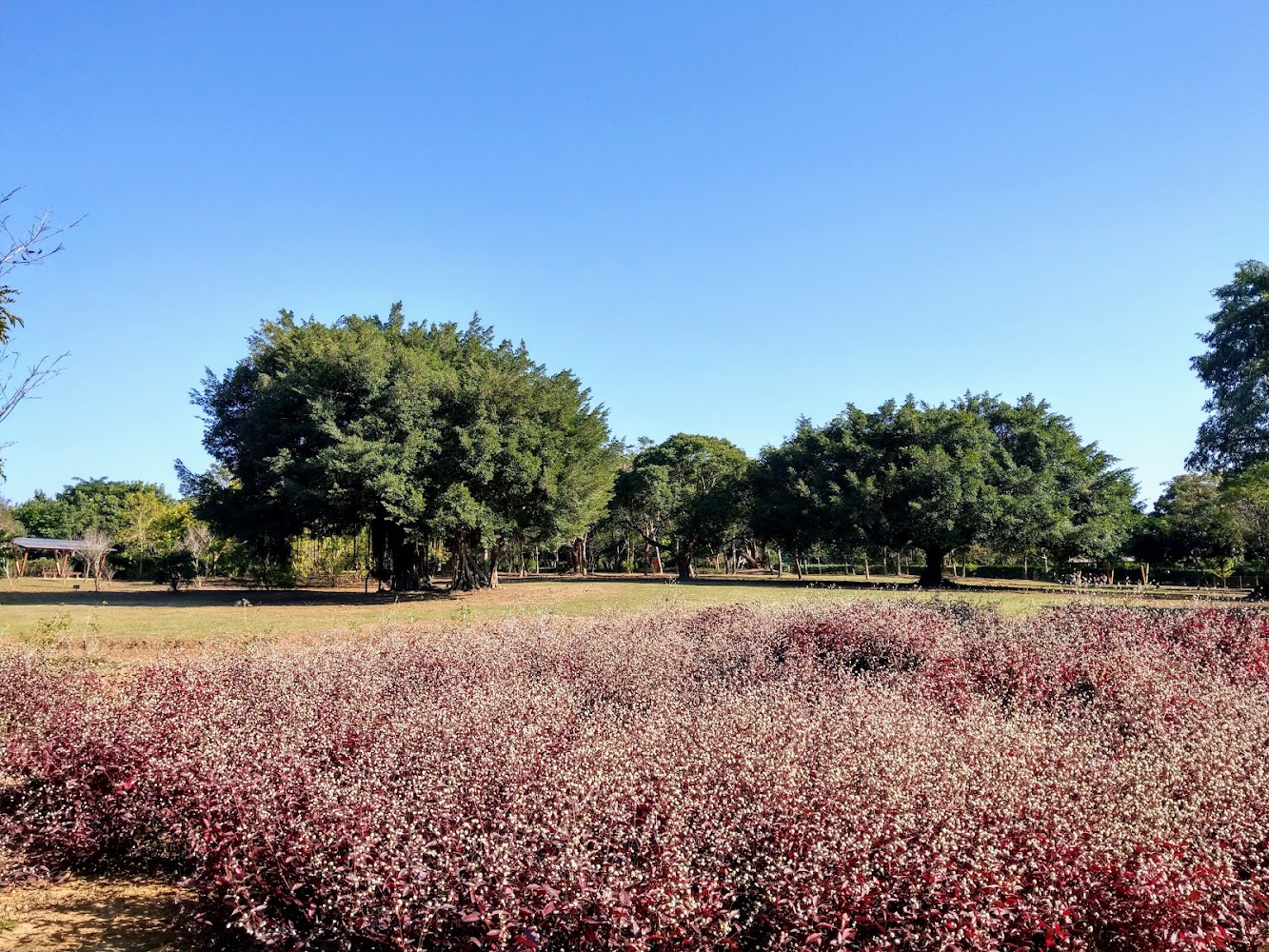 嘉義都會森林公園的花叢與樹林景觀，氣氛自然寧靜。
