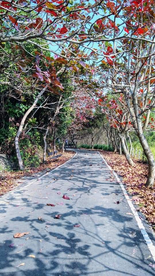落葉步道與樹蔭拱門