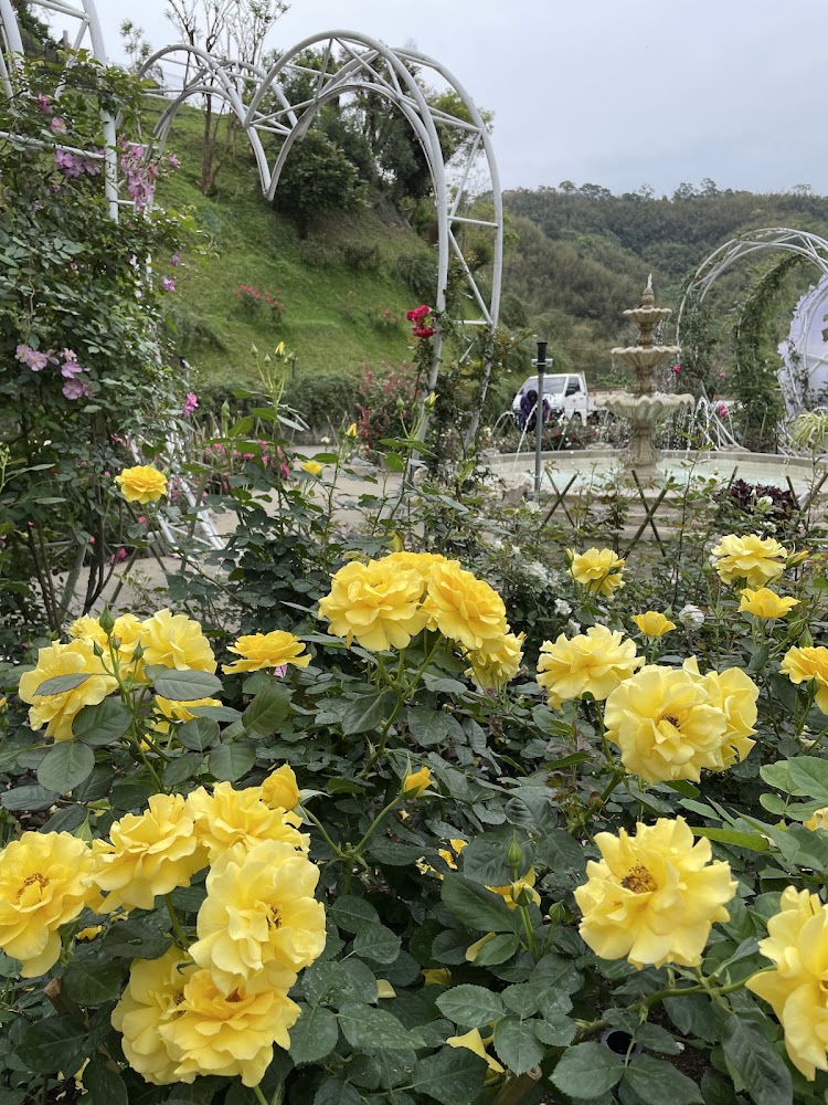 雅聞七里香玫瑰森林黃玫瑰花景