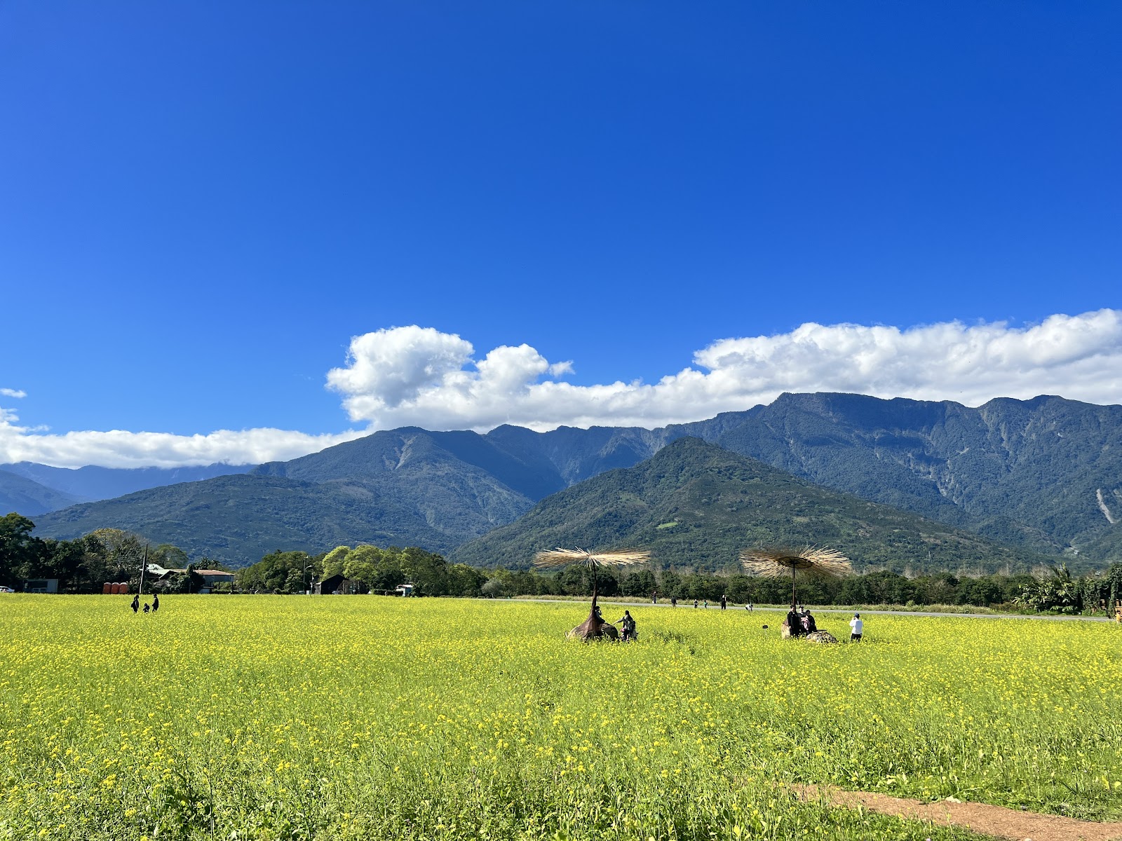大農大富平地森林園區廣闊綠野與藍天,花蓮光復自然景點