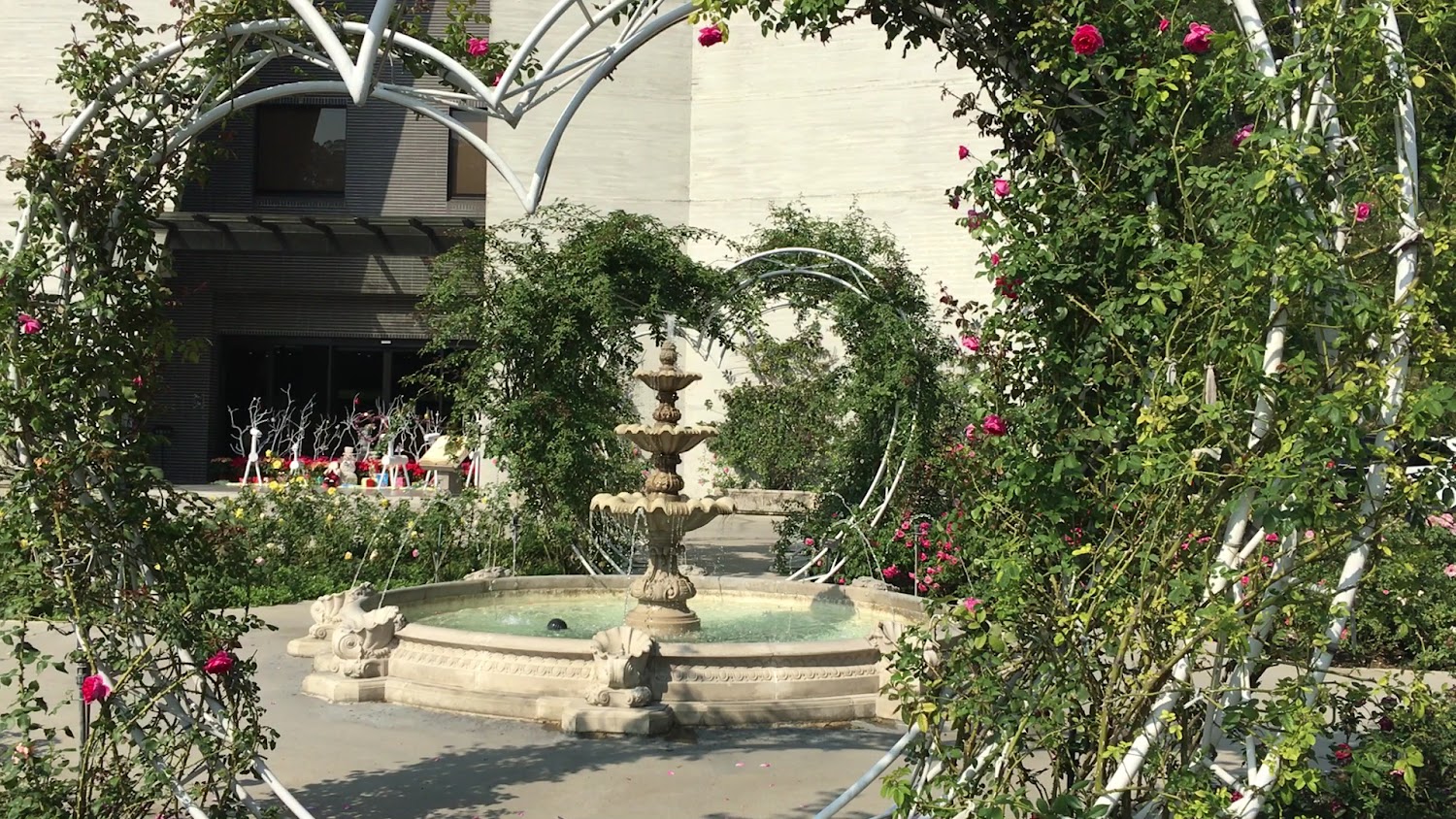 雅聞七里香玫瑰森林噴水池花園