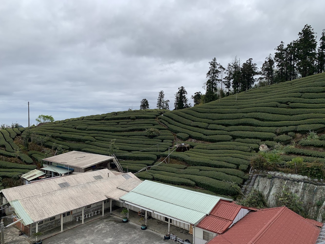淵明居客棧周邊茶園與建築景觀
