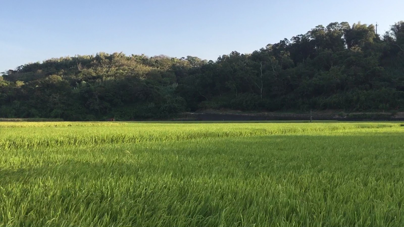 苗栗西湖伯朗大道翠綠稻田山丘景觀