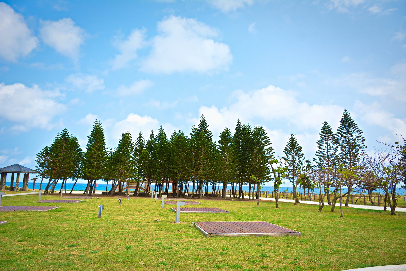 台東達仁鄉南田海岸親水公園草坪,排列整齊的諾福克松樹搭配太平洋藍色海面