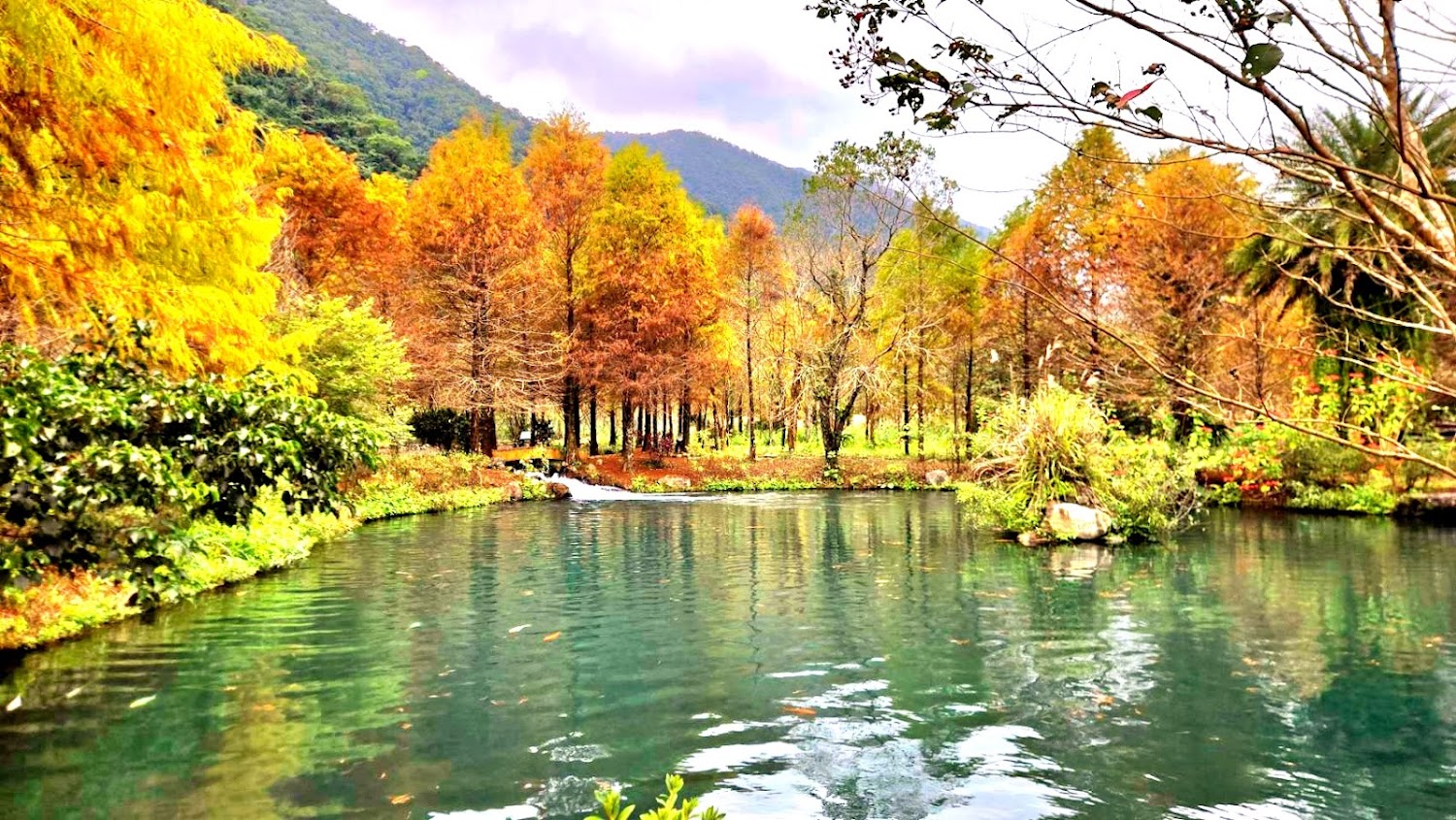 宜蘭三層坪落羽松湖景與秋色山景