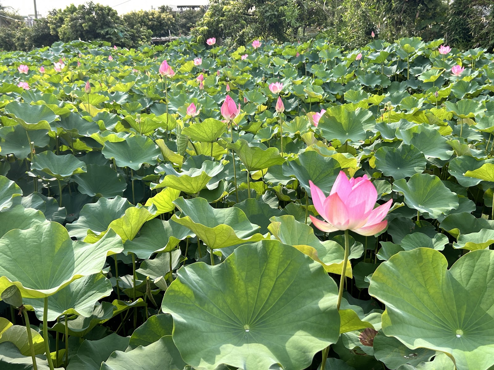 中興新村荷花池白天全景,大片荷葉鋪滿水面,粉紅荷花點綴其間