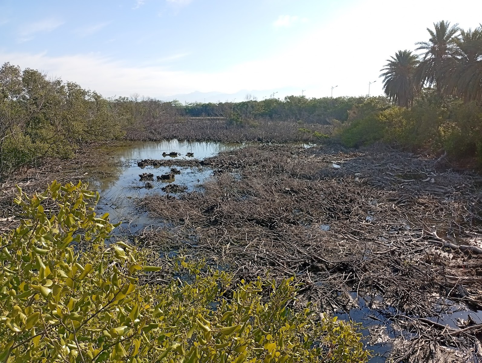 崎峰濕地紅樹林潮間帶水鳥棲地生態,屏東林邊候鳥觀察