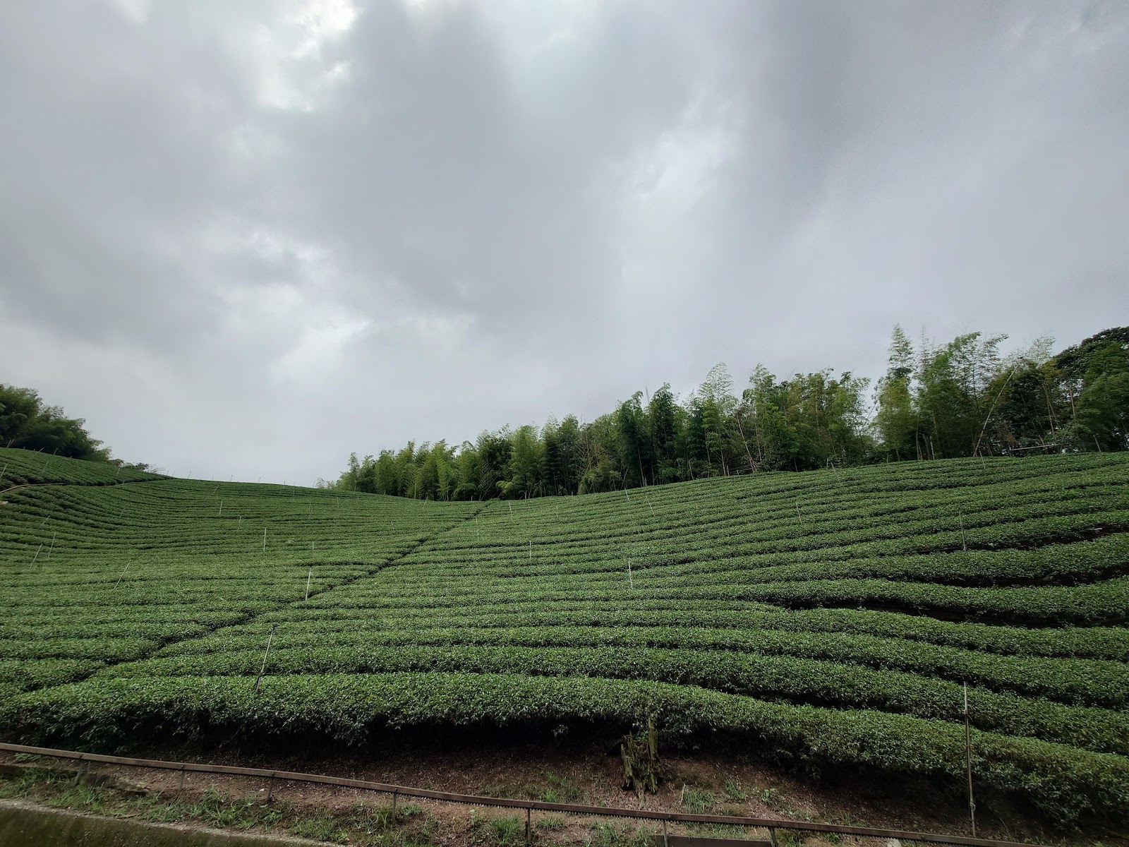 鹿谷山區翠綠茶園梯田竹林點綴雲霧山頭