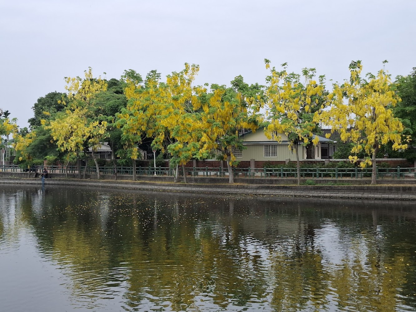 水岸旁一排阿勃勒與倒影景色