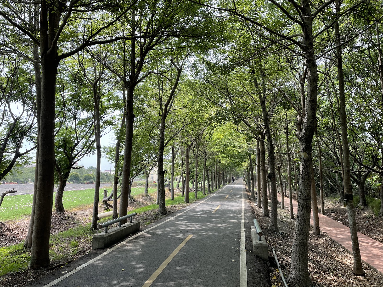 潭雅神綠園道綠樹成蔭自行車廊道夏日清涼