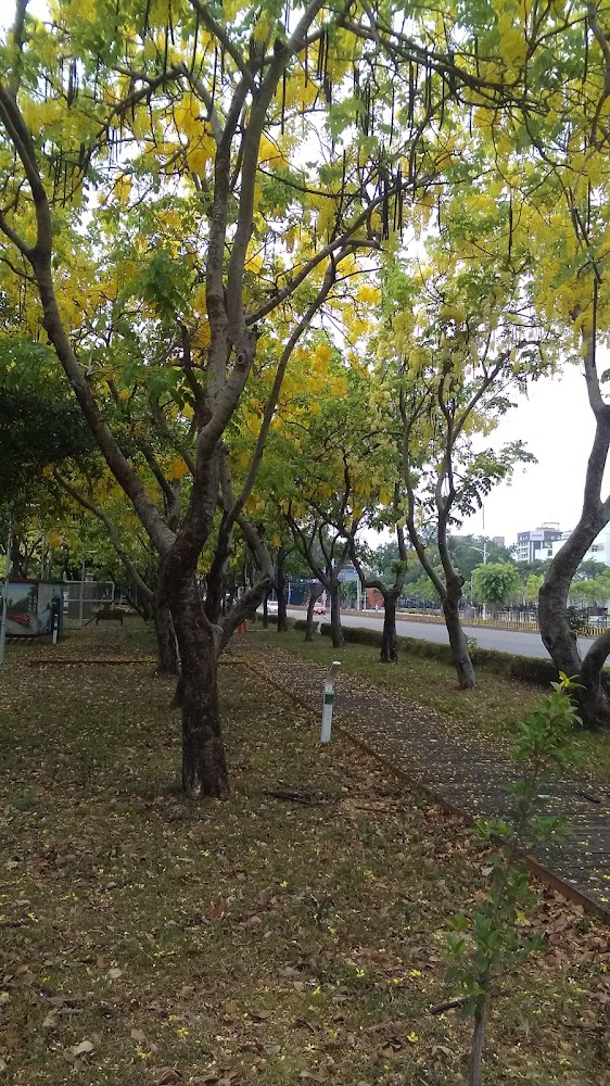 一排開滿黃色花朵的阿勃勒樹木與道路建築景色