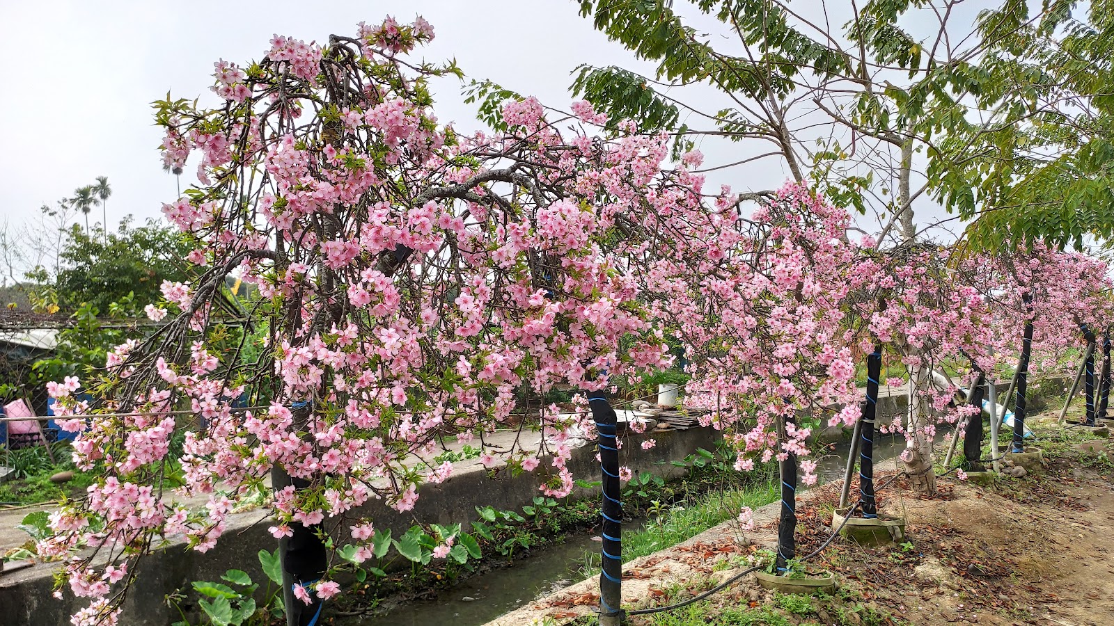 彰化芬園花卉生產休憩園區粉色垂枝春花苗圃花海