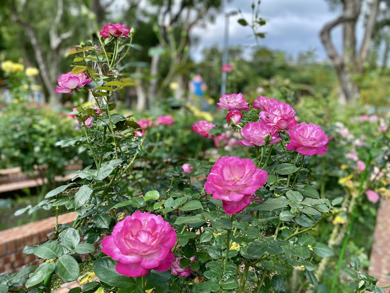 大片粉紅玫瑰花園