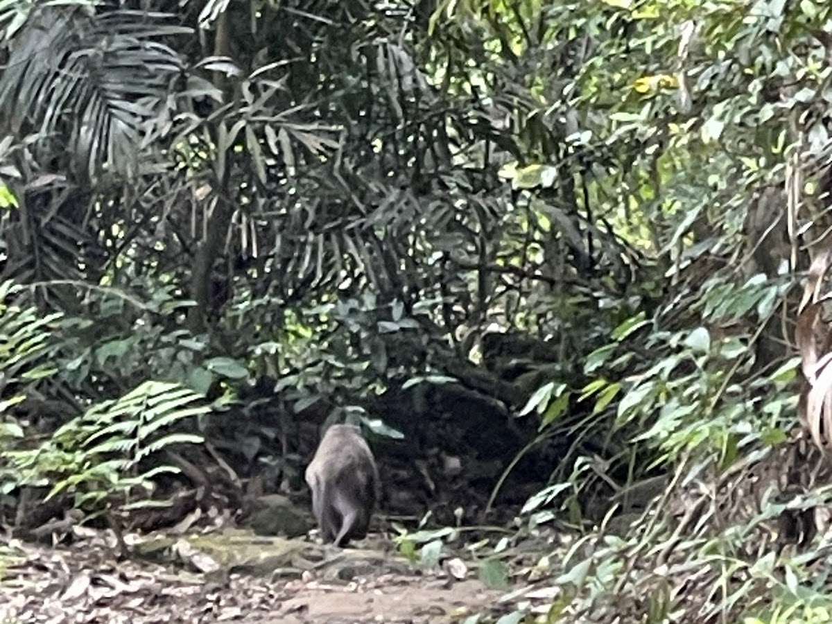 崁頭山步道台灣獼猴出沒，背影佇立亞熱帶植被叢林間