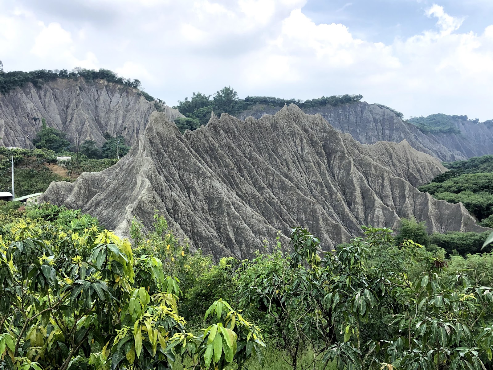 彩疊山地面視角,前景芒果樹叢與泥岩稜脈
