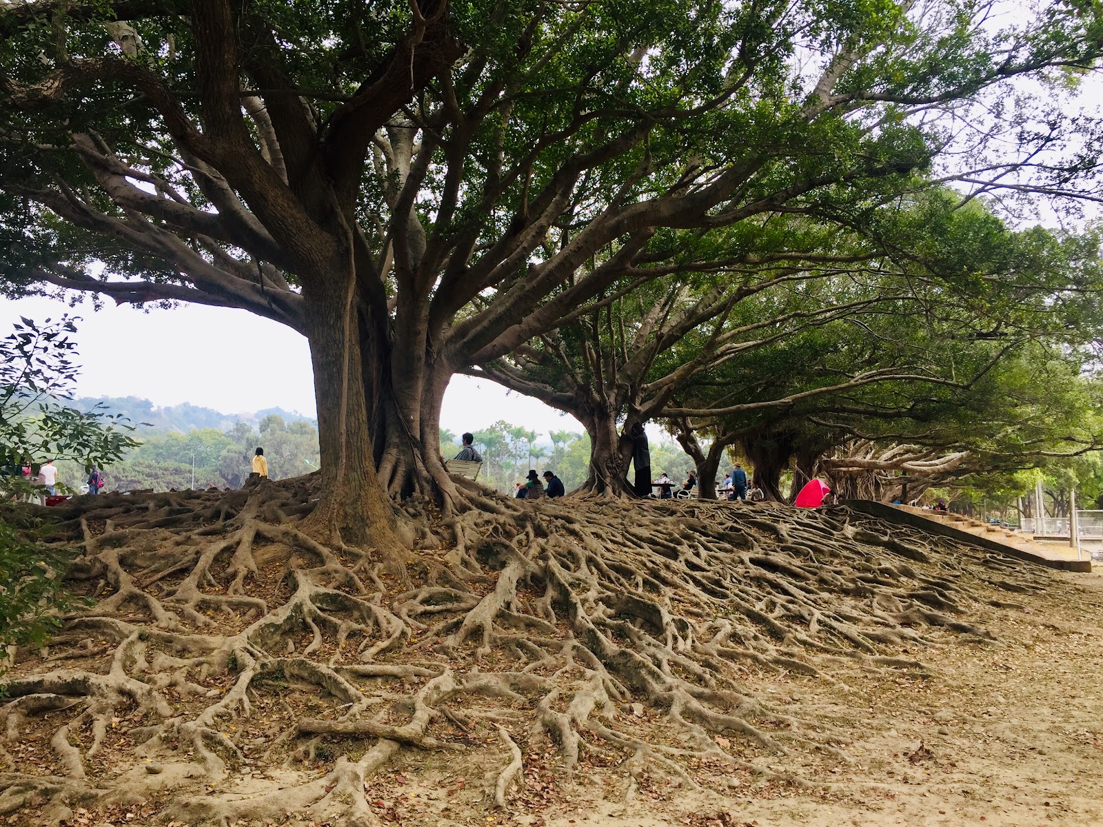 中興新村親情公園百年老榕樹,盤根錯節的根系延伸至地面,遊客在樹蔭下休憩