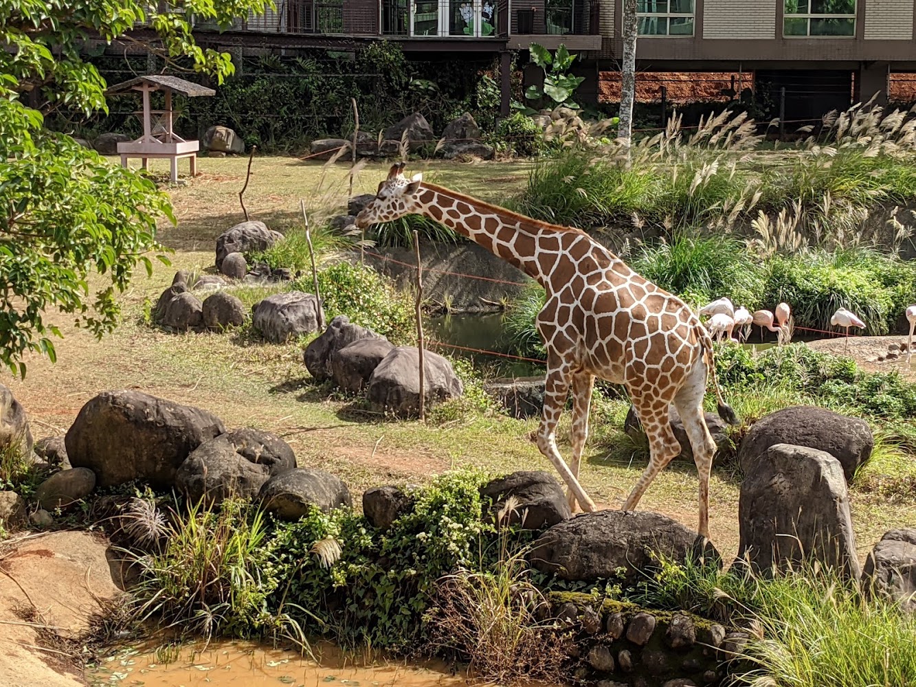 關西六福莊動物生態園區長頸鹿與火鶴