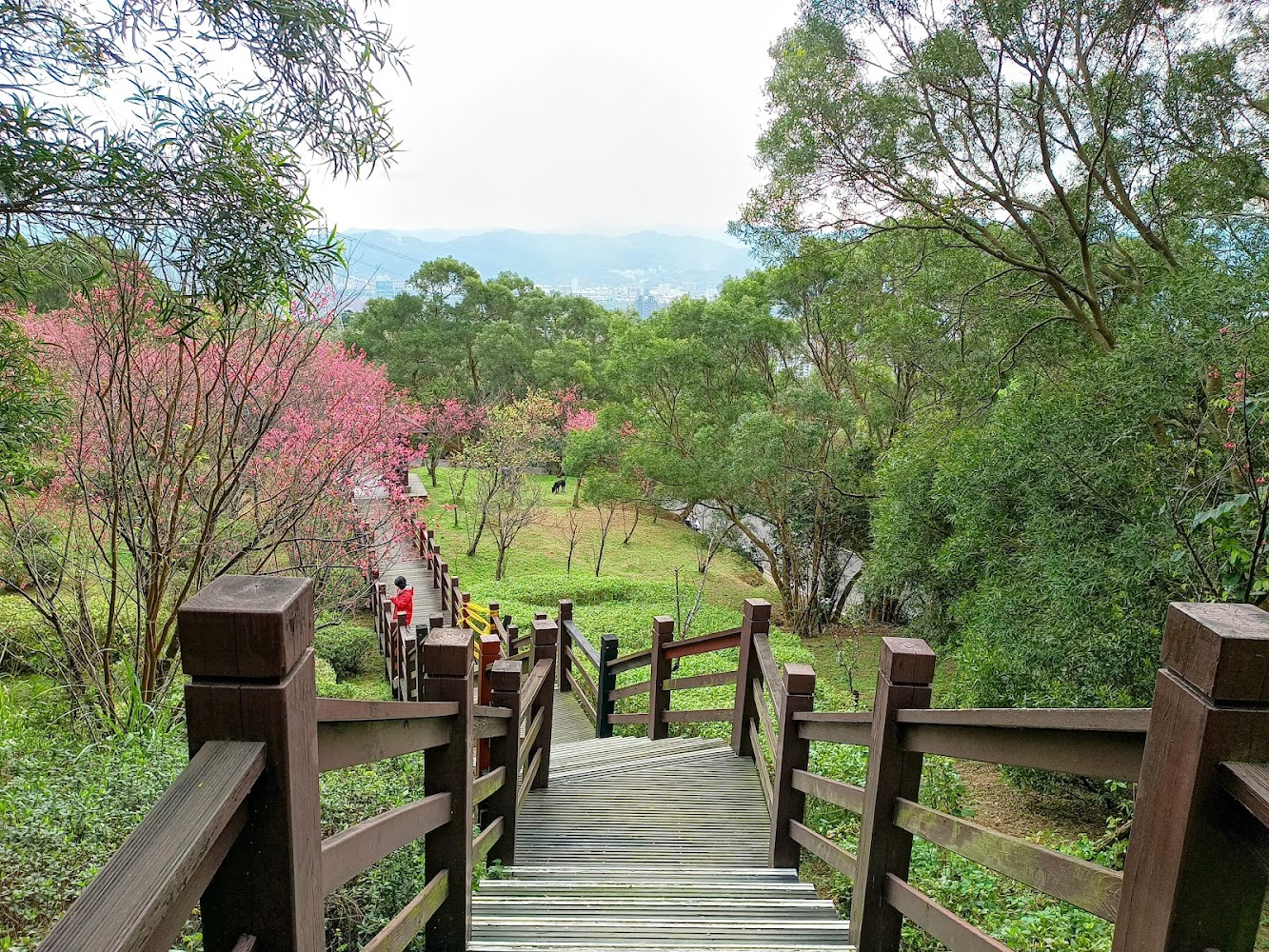 大同山櫻花林步道木棧道與櫻花