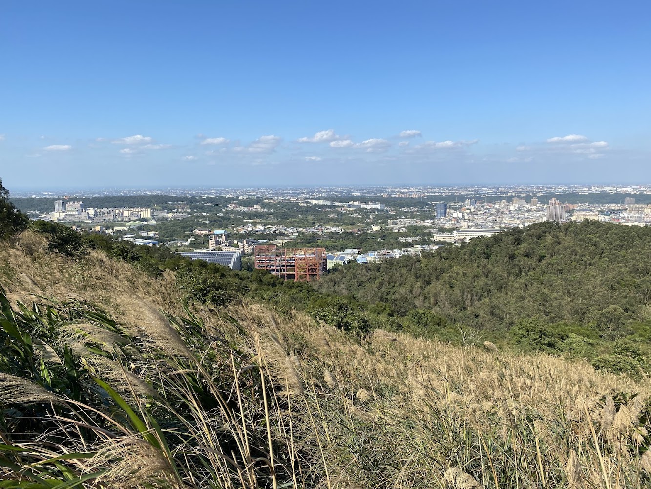 秀才登山步道可見芒草與遼闊城市景色