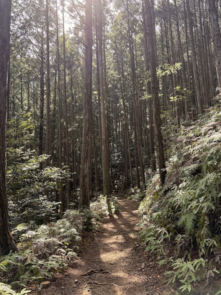 熊野古道中邊路森林步道