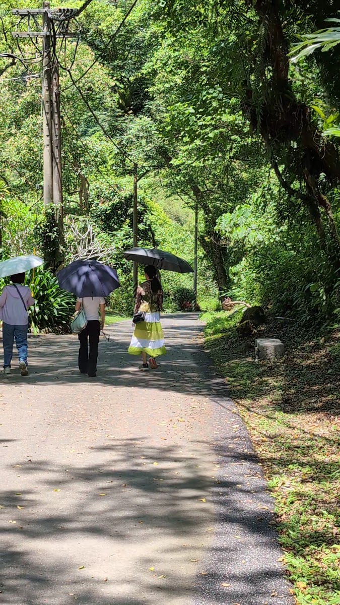 富源國家森林遊樂區步道，遊客撐傘漫步林蔭