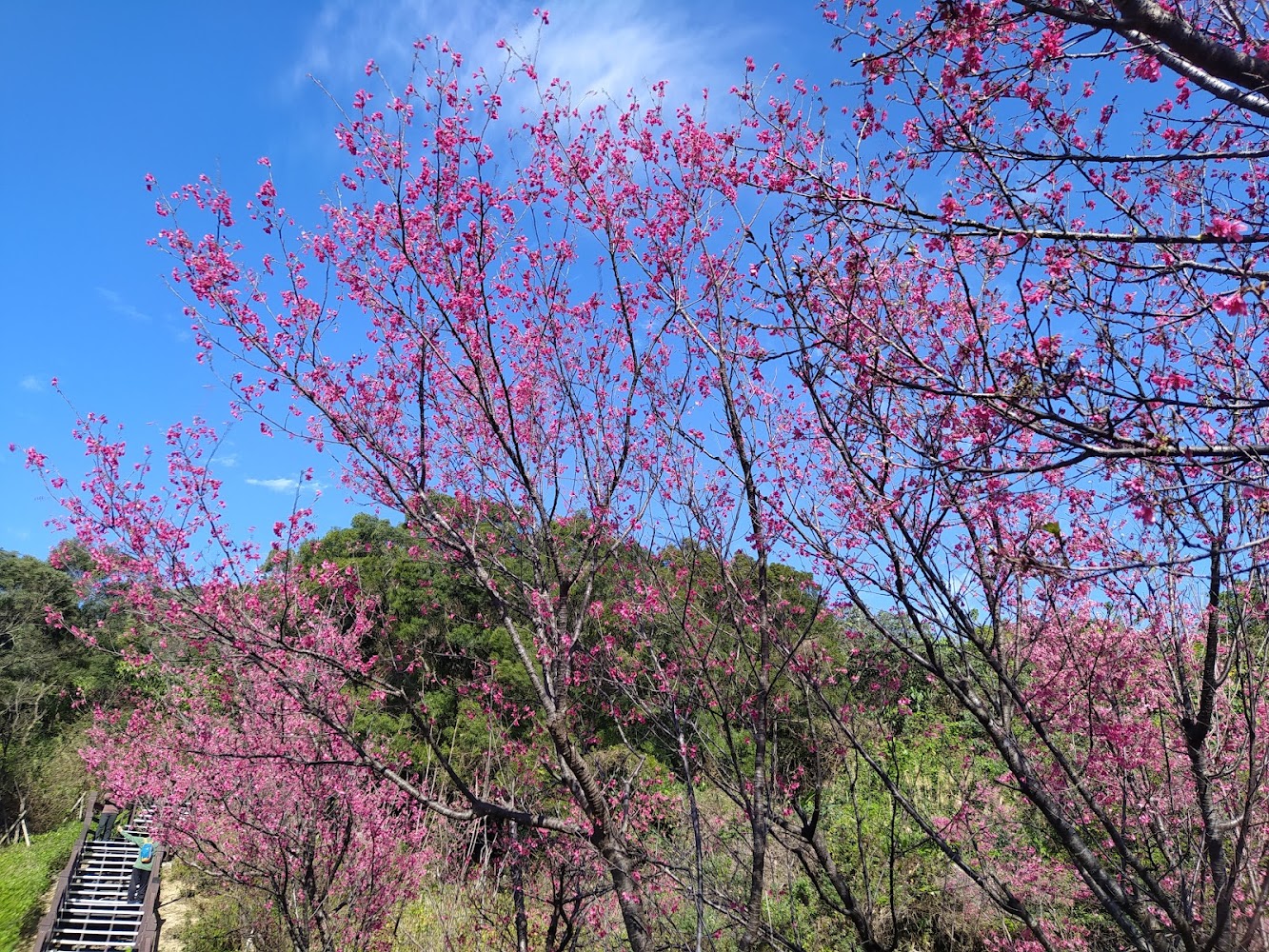 大同山櫻花林步道盛開櫻花
