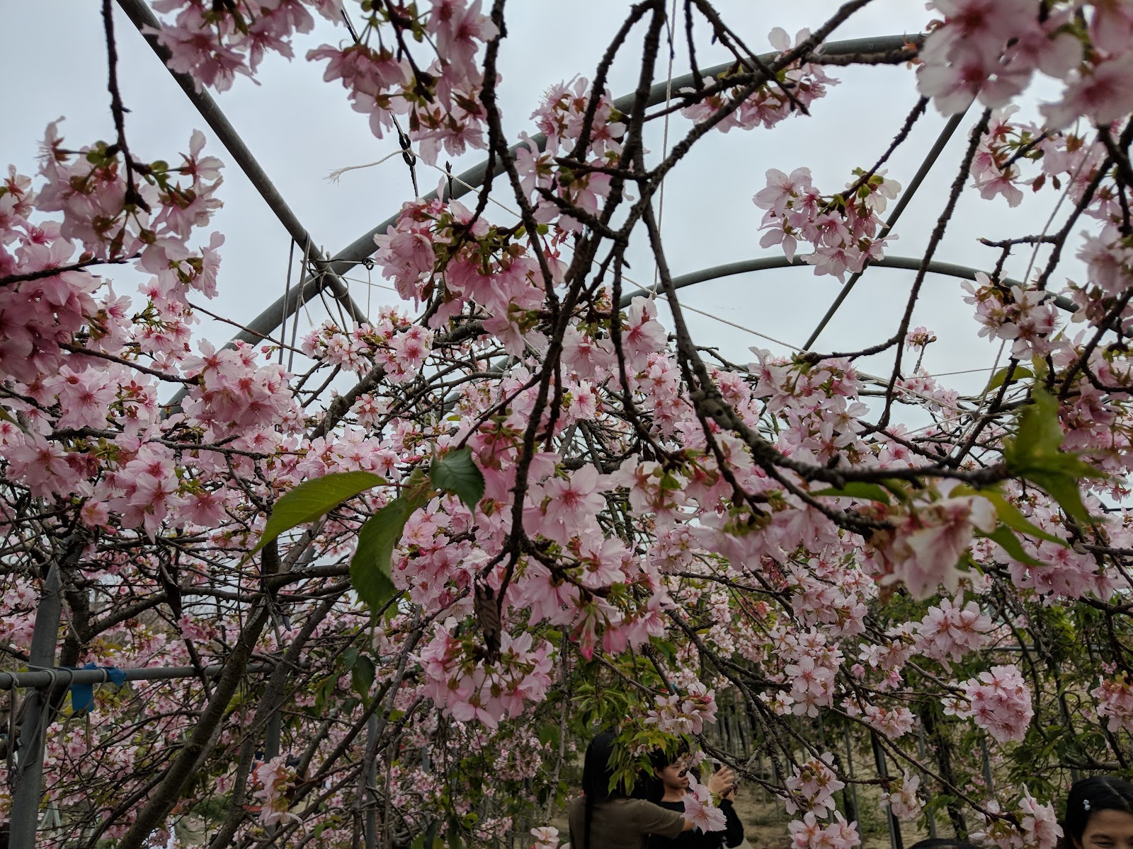 彰化芬園花卉園區棚架下仰望垂枝粉花拍照打卡