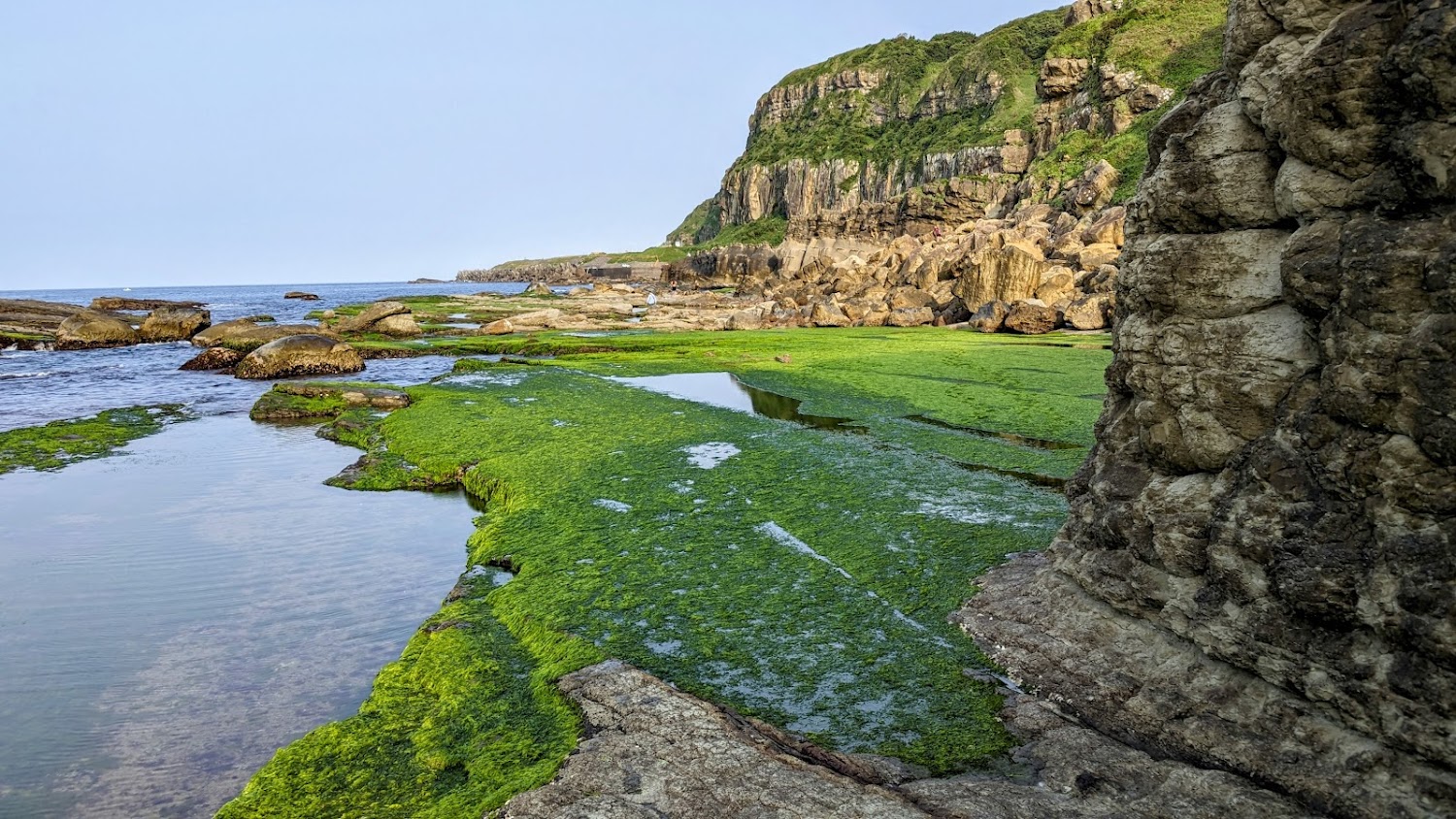 大坪海岸綠色海藻與海蝕平台景觀