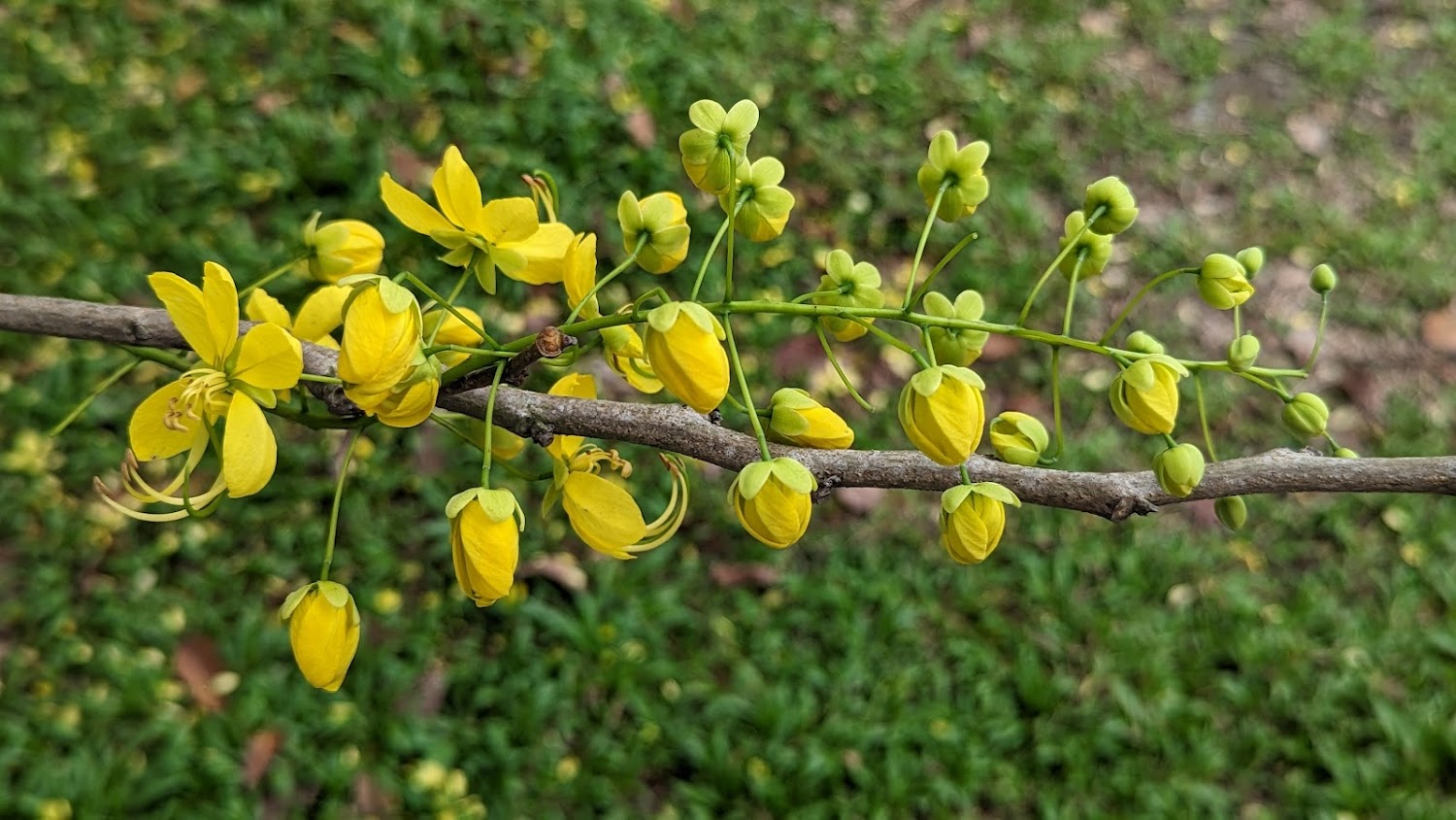 開滿鮮豔黃色花朵和花苞的阿勃勒樹枝