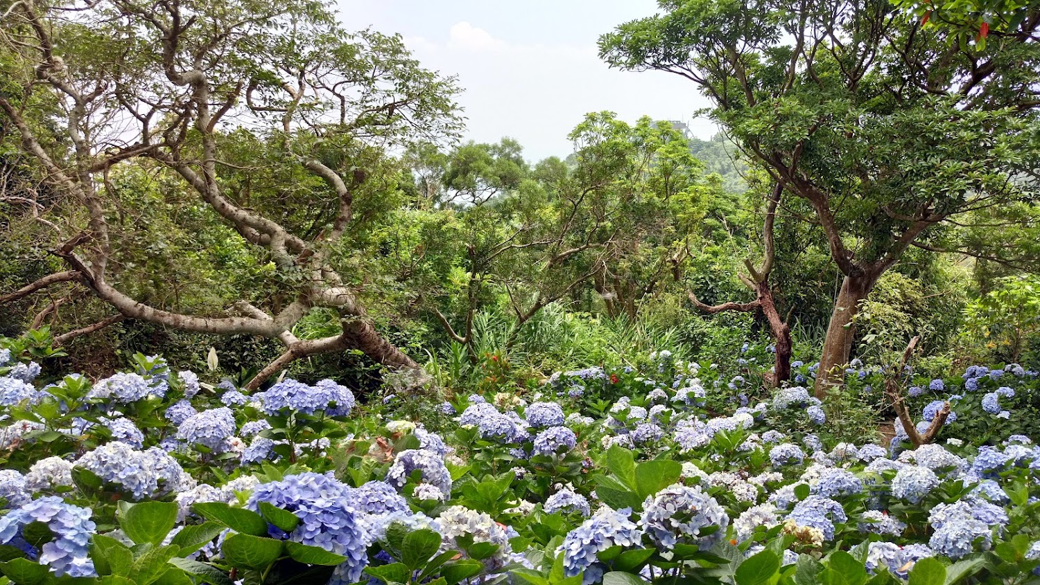 觀音山沿途森林中的繡球花景觀